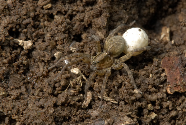 Trochosa sp.